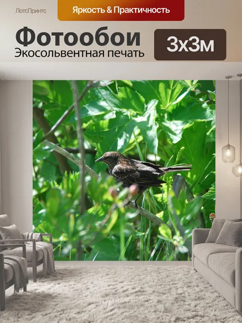Фотообои Птица