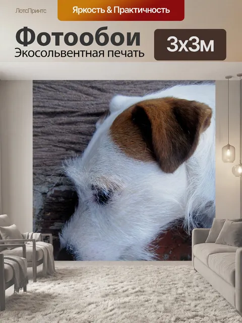 Фотообои собака отдыхает