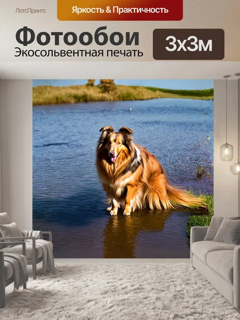 Фотообои грубая колли играет на берегу реки, её шерсть искрится на солнце, как драгоценные камни