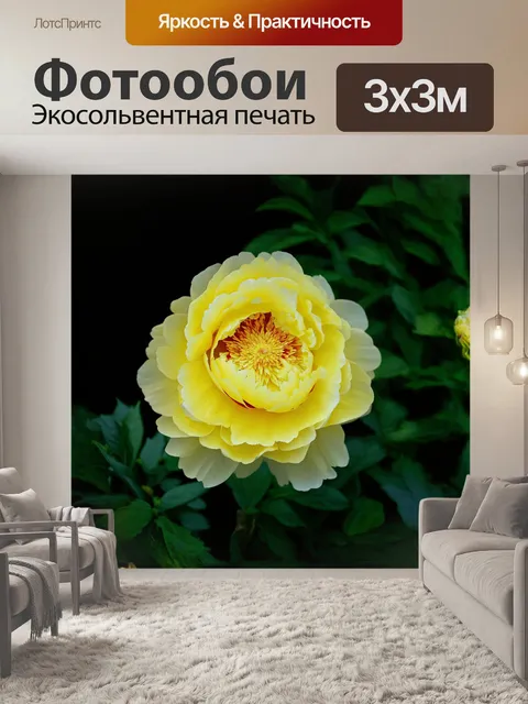 Фотообои на фотографии, снятой в технике макросъемки с использованием мягкого фокуса, нежный пион желтого оттенка с…