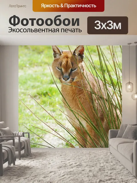 Фотообои Каракал