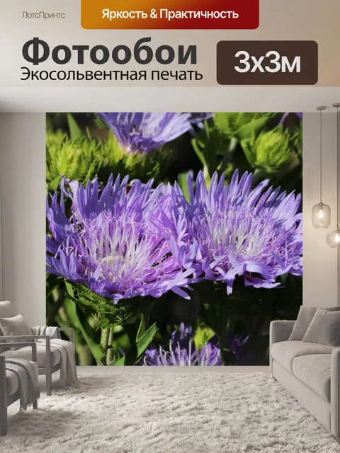 Фотообои Фиолетовый Астер Цветы крупным планом