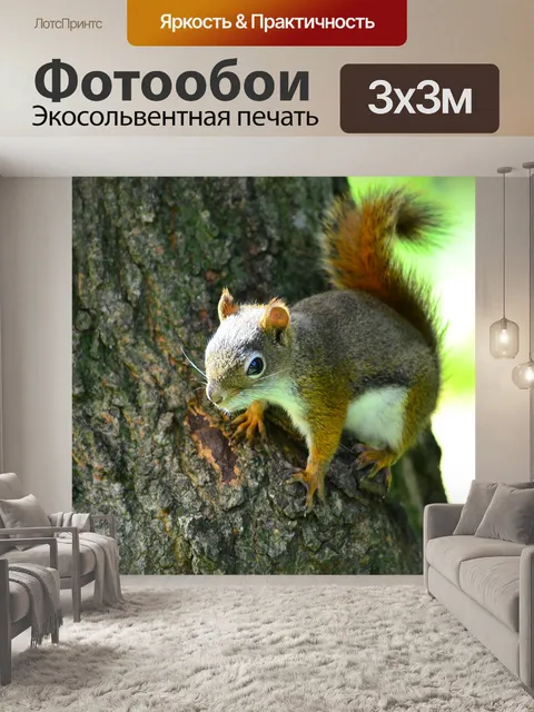 Фотообои Белка