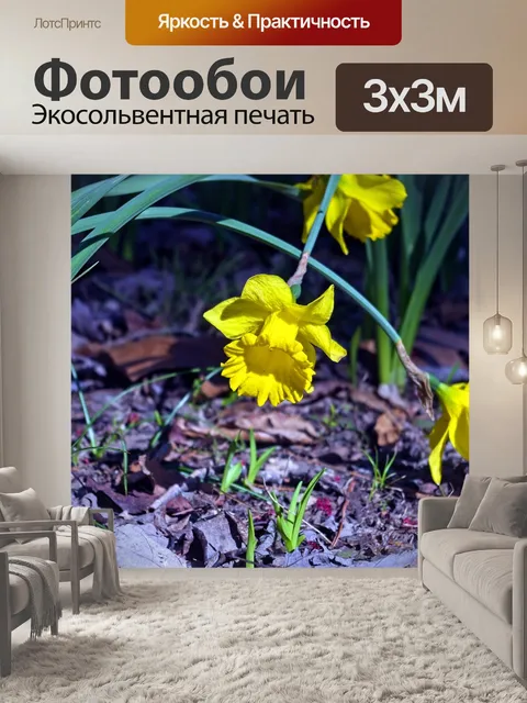 Фотообои Арканзас нарцисс