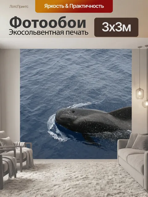 Фотообои Дельфин-афалина