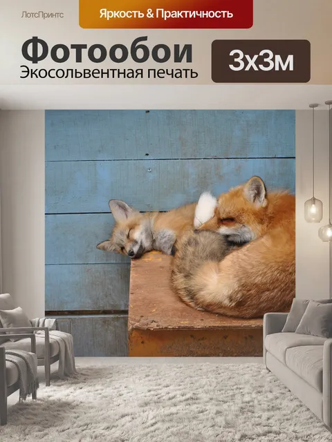 Фотообои Лисы спят