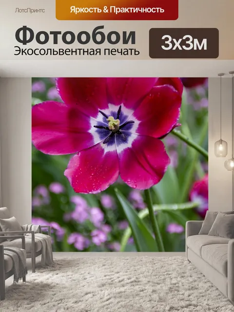 Фотообои Tulipa Greigii