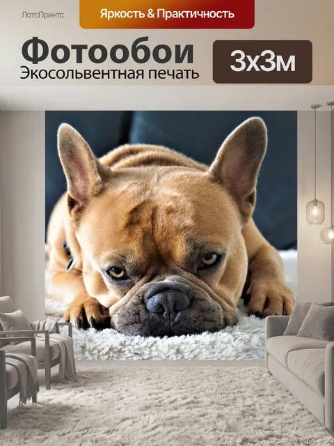 Фотообои Французский бульдог