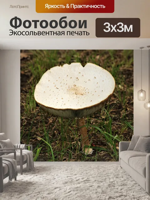 Фотообои Большой белый гриб в траве