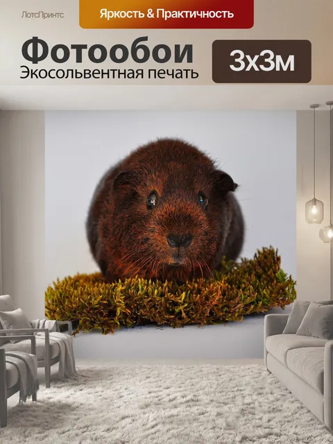 Фотообои Морская свинка