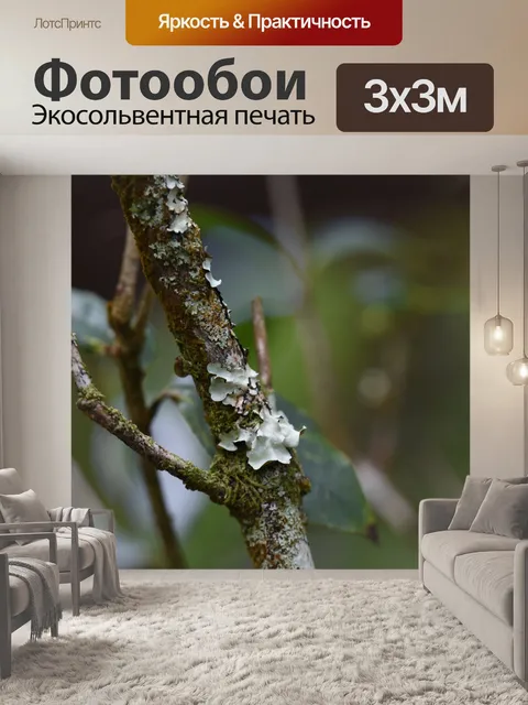 Фотообои Художественный мох на ветке дождевого ле