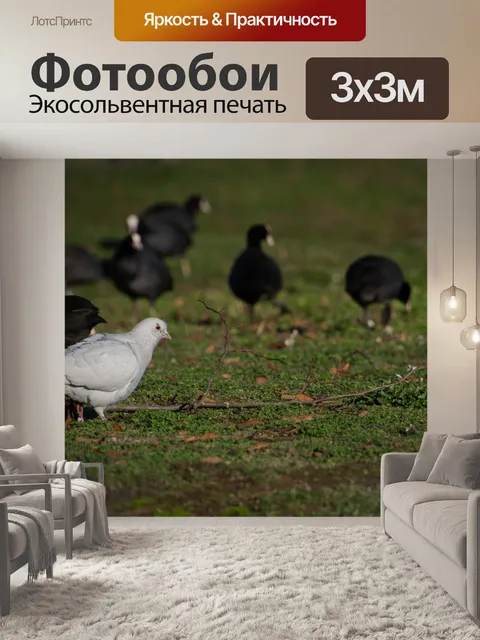 Фотообои Белый голубь, птица