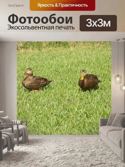 Фотообои Утка