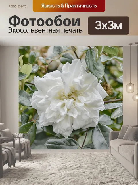 Фотообои Белая роза утрачен