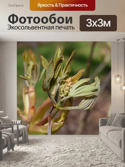 Фотообои Листья и бутон цветка