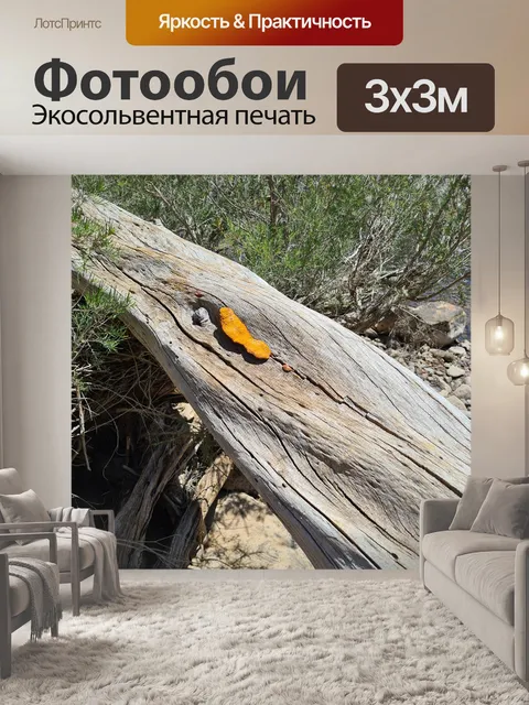 Фотообои Упавшее дерево с апельсиновым грибком