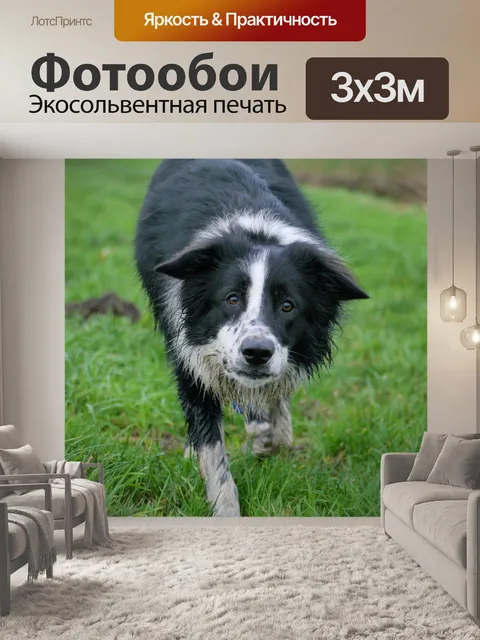 Фотообои Бордер-колли