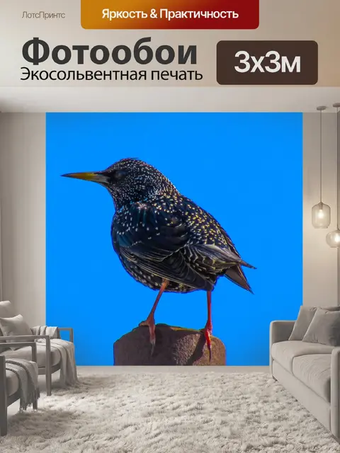 Фотообои Птицы