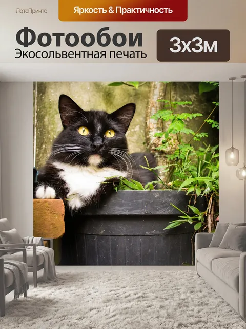 Фотообои Кошка