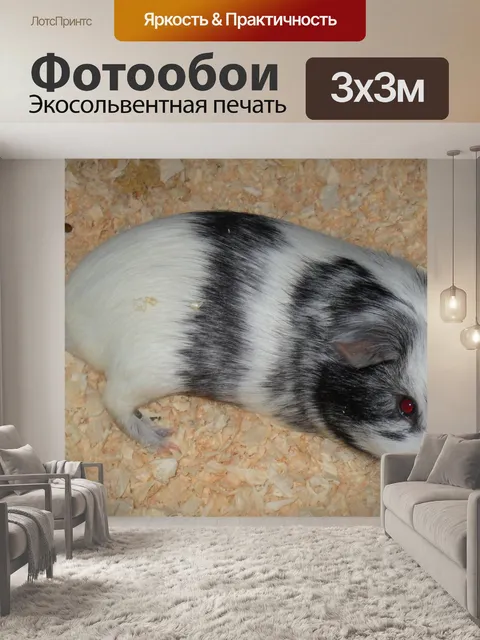 Фотообои Морская свинка