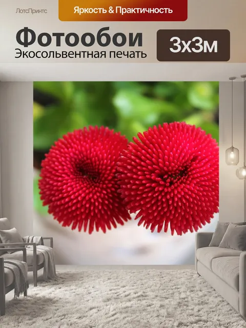 Фотообои Ромашки