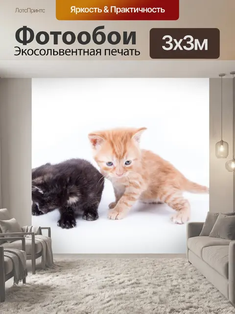 Фотообои Кот