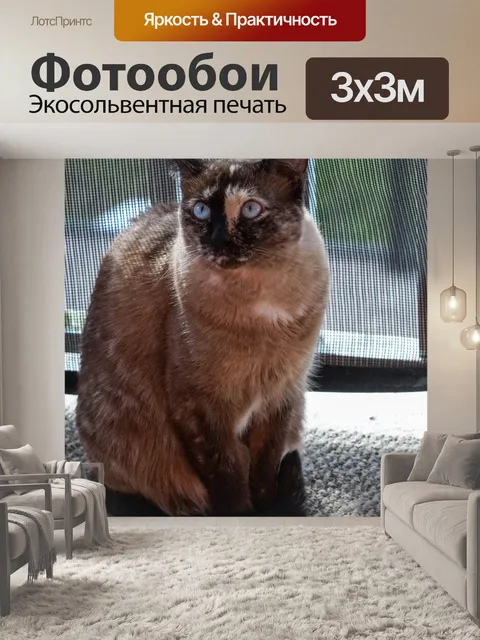 Фотообои Кошка