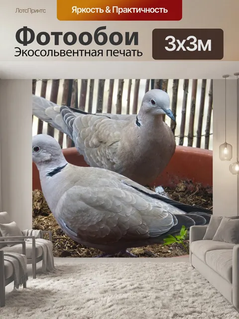 Фотообои Горлица