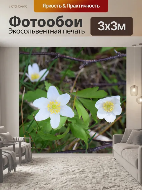 Фотообои Белые анемоны