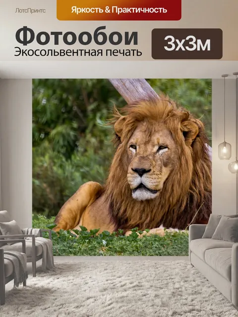 Фотообои Большой африканский лев
