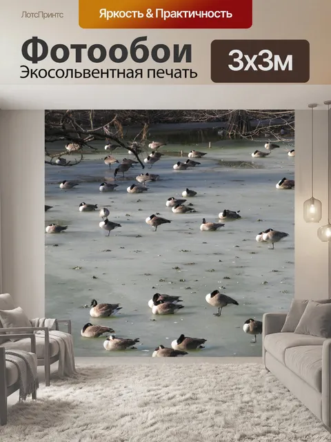 Фотообои Гуси