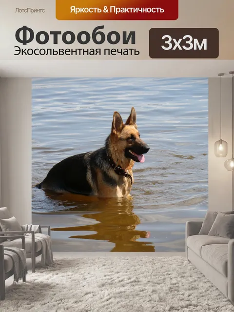 Фотообои Собака
