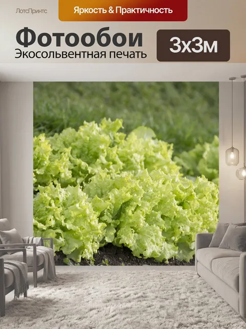 Фотообои Посадка Салат Сада