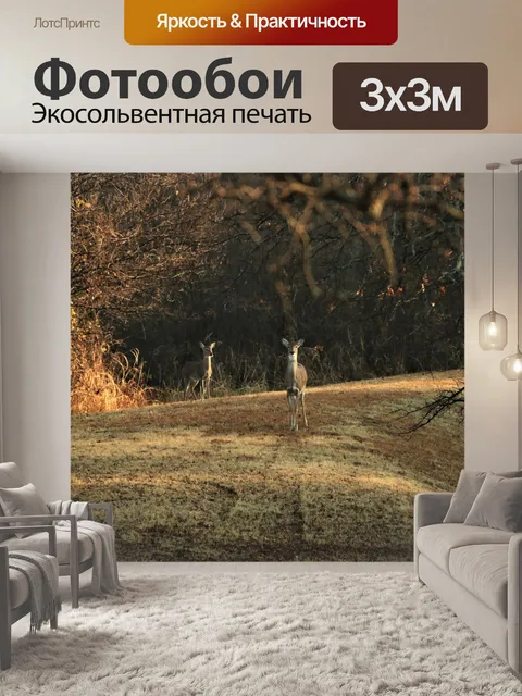 Фотообои Два белохвостых оленя на рассвете