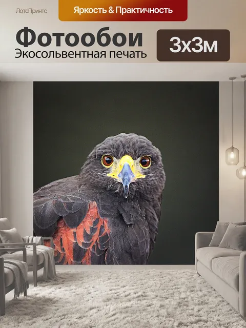 Фотообои Ястреб