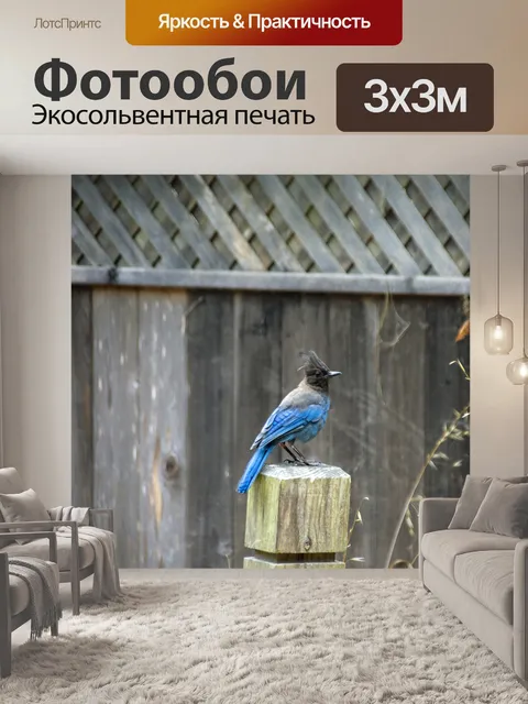 Фотообои голубая сойка