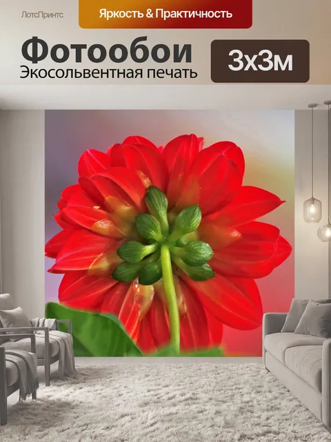 Фотообои За красной георгиной