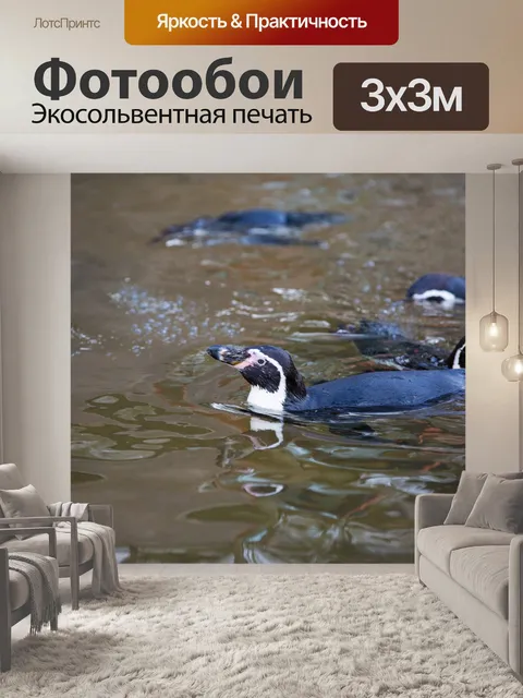 Фотообои африканские пингвины