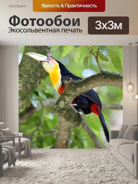 Фотообои Тукан
