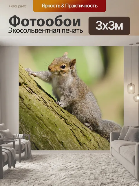 Фотообои Белка