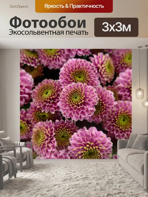 Фотообои Хризантема