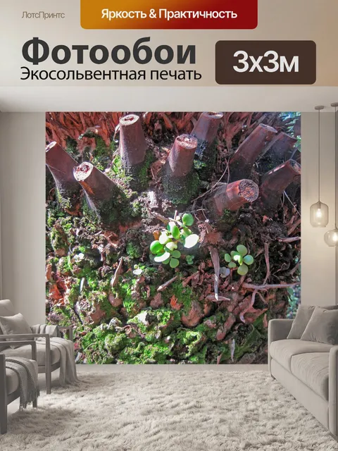 Фотообои ствол моджаджи цикад