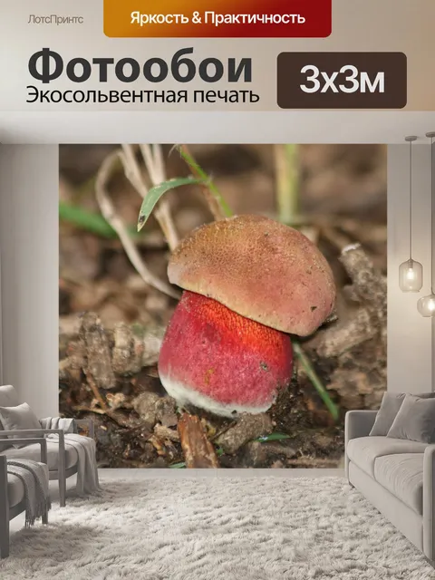 Фотообои Красный гриб подберезовик