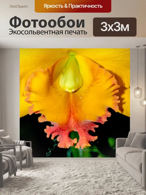 Фотообои Цветок орхидеи