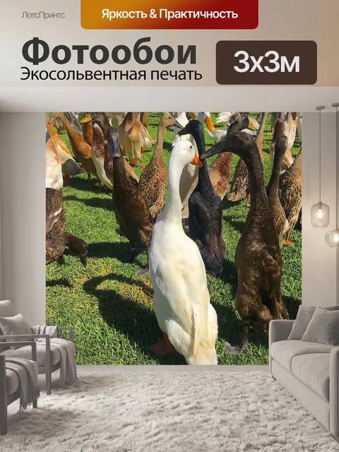 Фотообои Индийский бегун утка