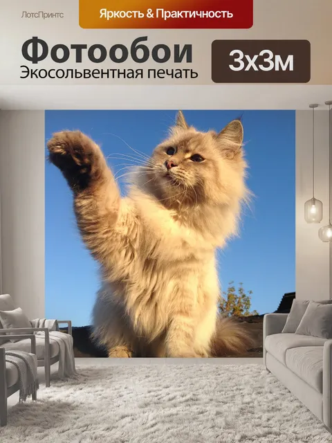 Фотообои Кот