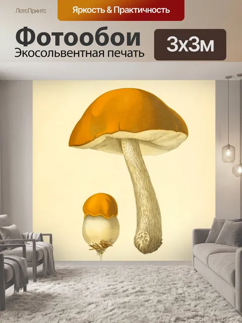 Фотообои Винтажная иллюстрация грибов чемпиона