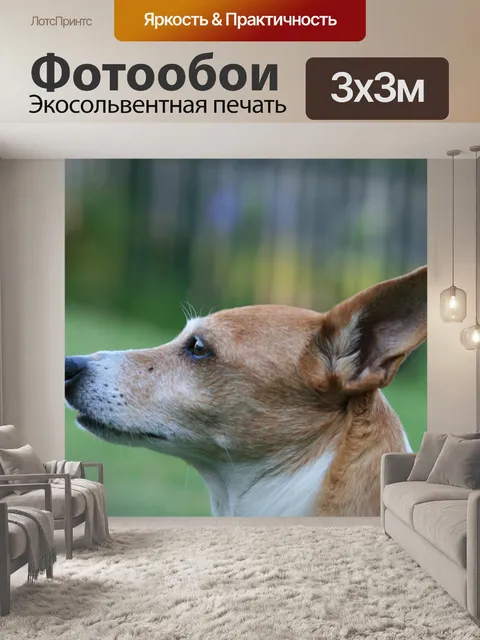 Фотообои Профиль джек-рассел терьера