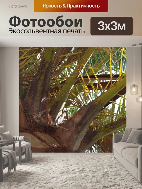 Фотообои Пальма