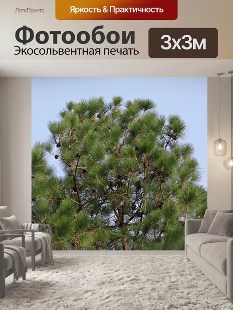 Фотообои Гималайская синяя сосна
